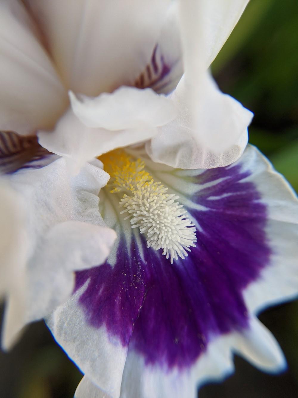 Photo of Standard Dwarf Bearded Iris (Iris 'Riveting') uploaded by Artsee1