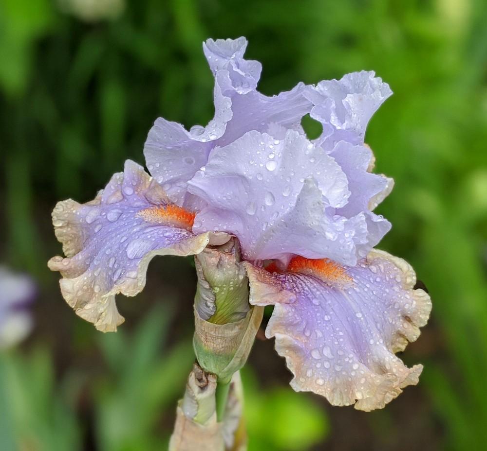 Photo of Tall Bearded Iris (Iris 'Legerdemain') uploaded by Artsee1