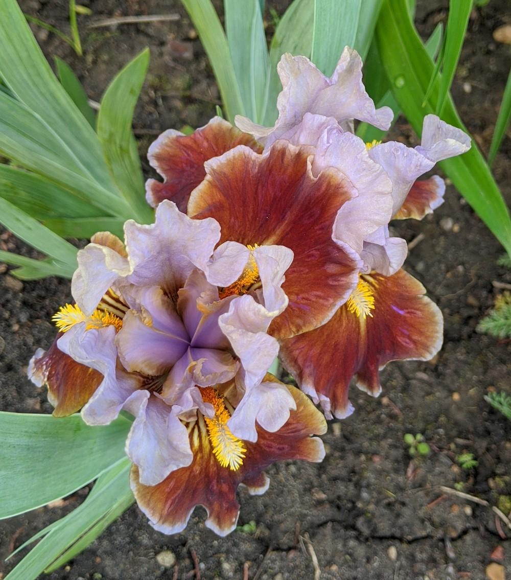 Photo of Intermediate Bearded Iris (Iris 'Man's Best Friend') uploaded by Artsee1