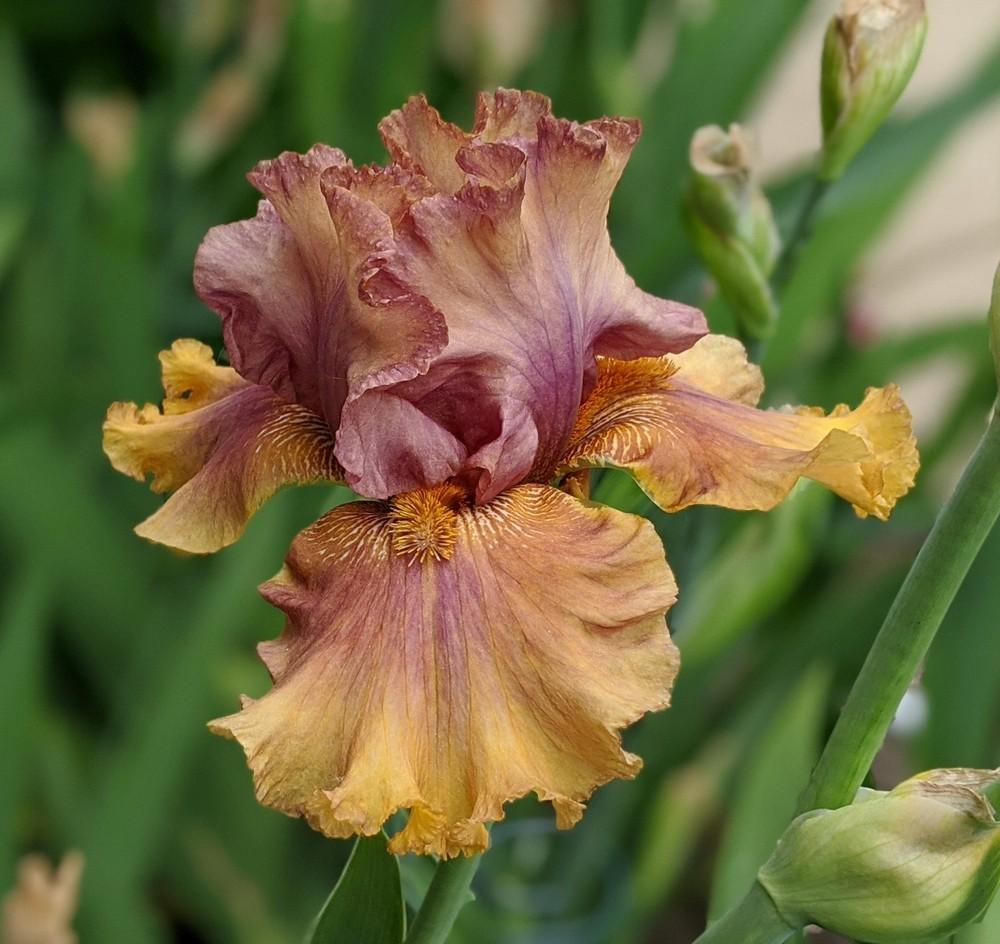 Photo of Tall Bearded Iris (Iris 'Harvest Maiden') uploaded by Artsee1