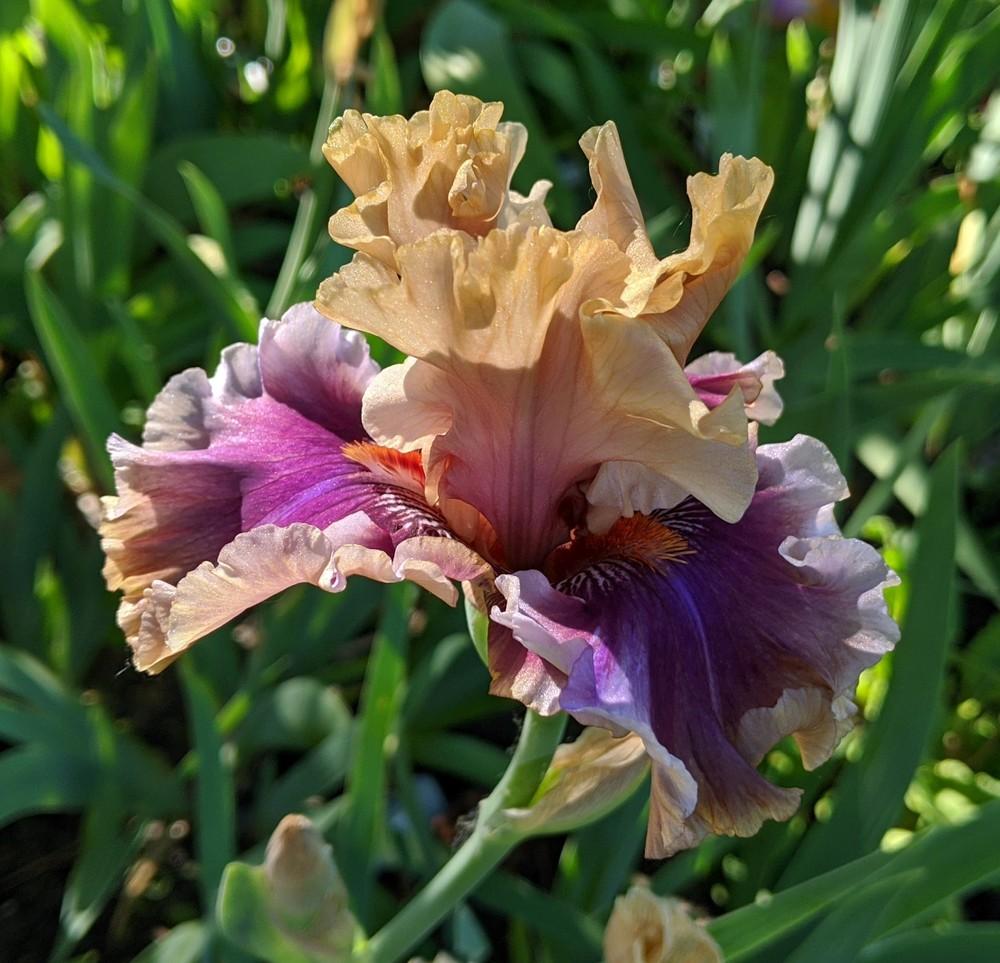 Photo of Tall Bearded Iris (Iris 'Smoke and Thunder') uploaded by Artsee1