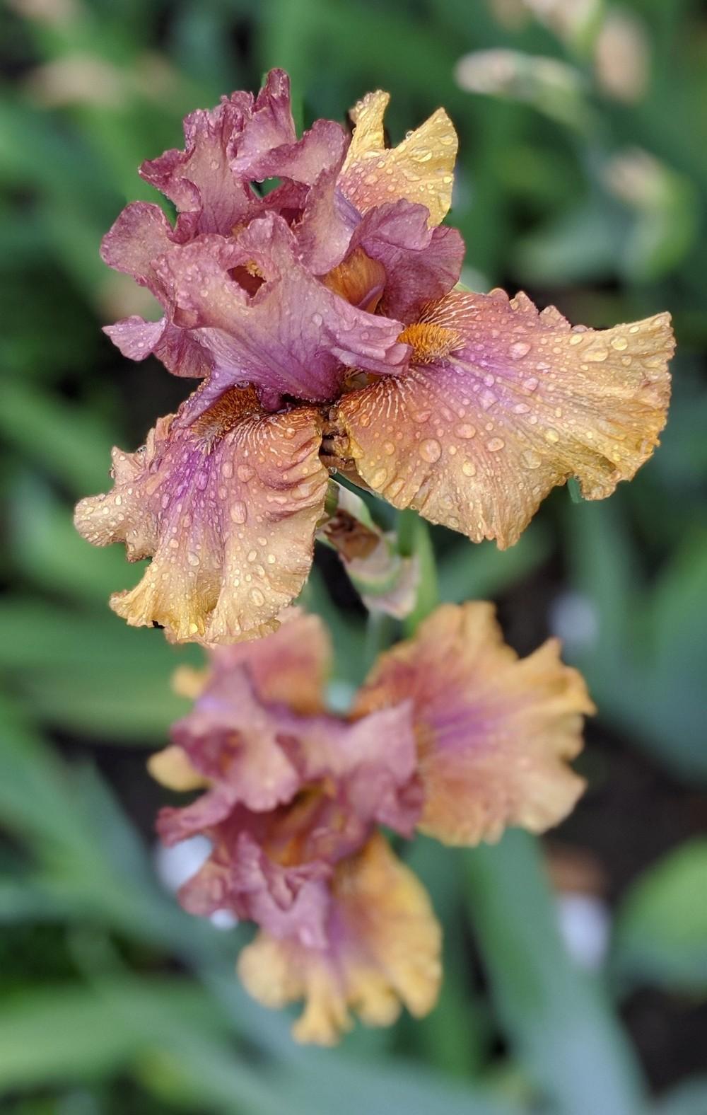 Photo of Tall Bearded Iris (Iris 'Harvest Maiden') uploaded by Artsee1