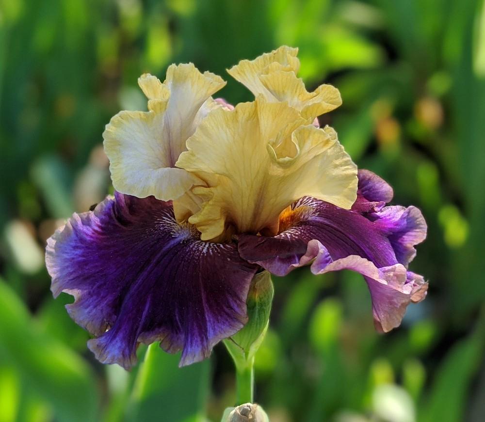 Photo of Tall Bearded Iris (Iris 'Final Episode') uploaded by Artsee1