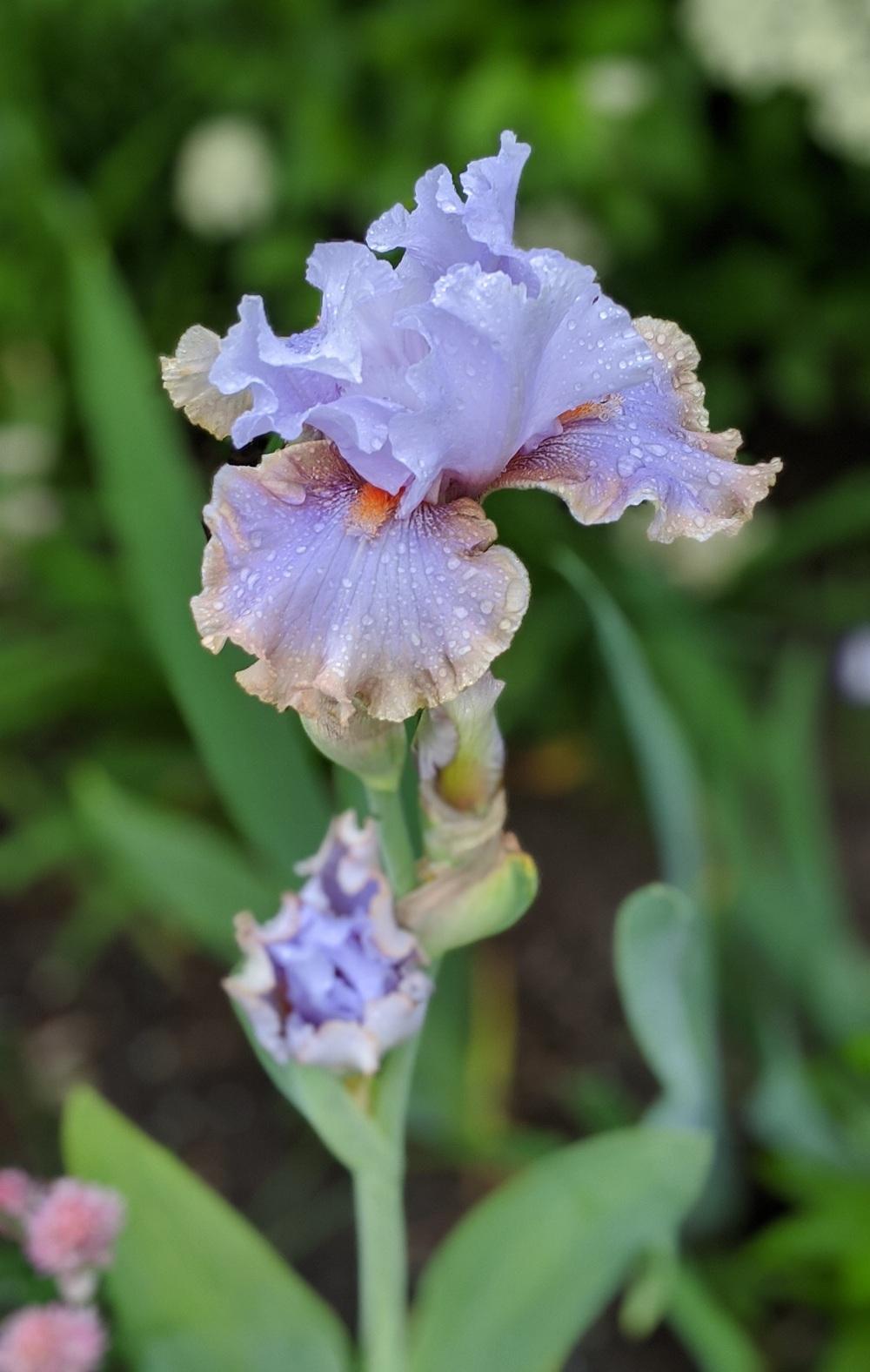 Photo of Tall Bearded Iris (Iris 'Legerdemain') uploaded by Artsee1