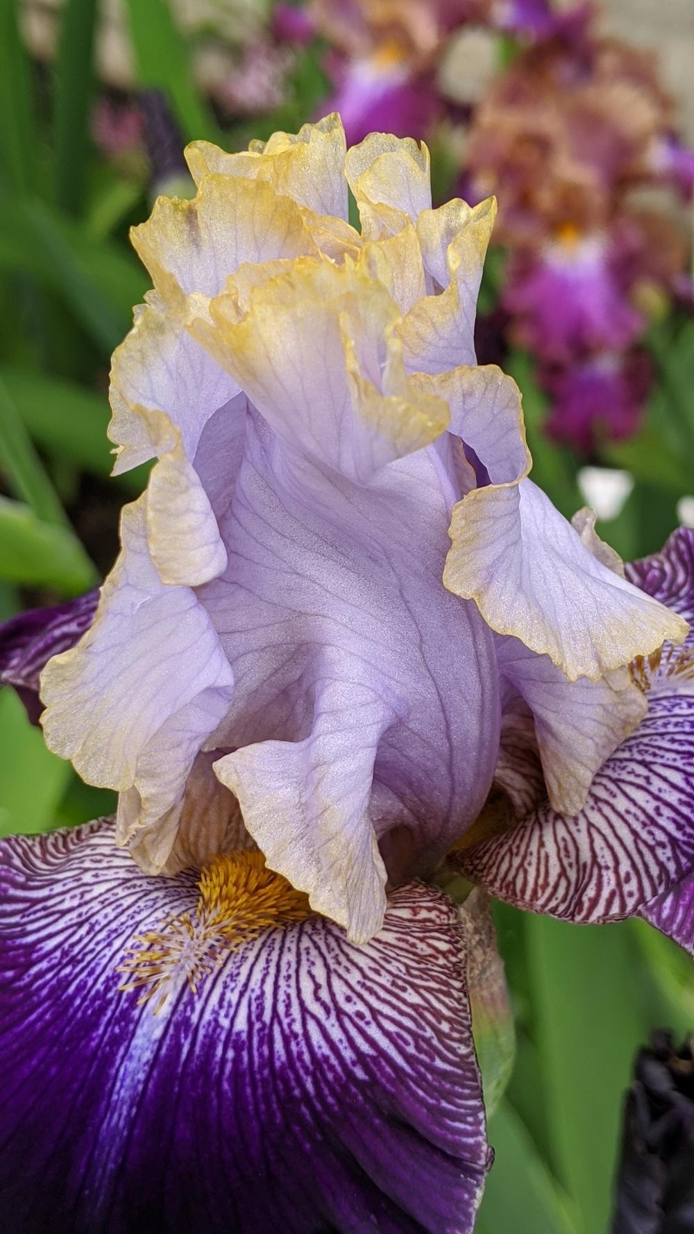 Photo of Tall Bearded Iris (Iris 'Slovak Prince') uploaded by Artsee1
