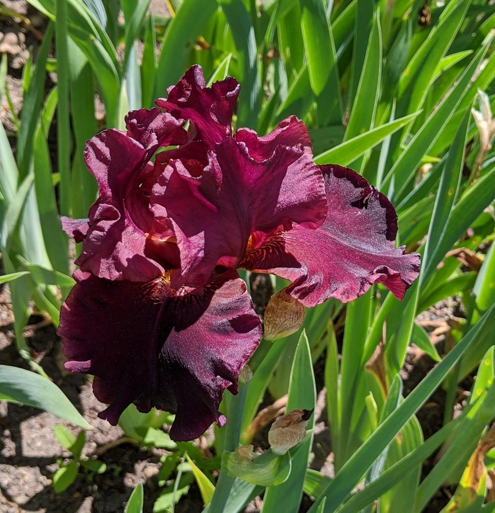 Photo of Tall Bearded Iris (Iris 'Grateful Red') uploaded by Artsee1