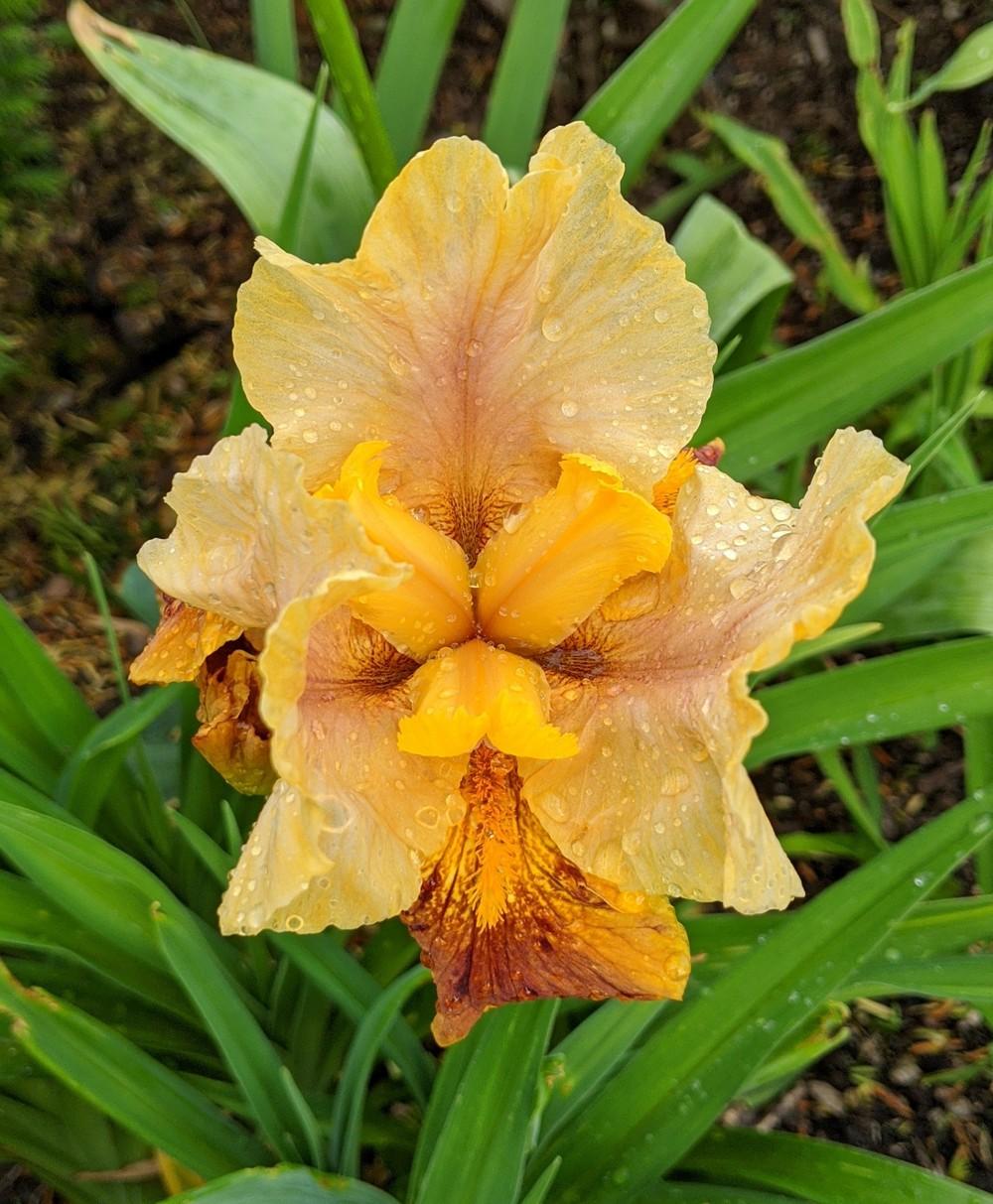 Photo of Arilbred Iris (Iris 'Jallab') uploaded by Artsee1