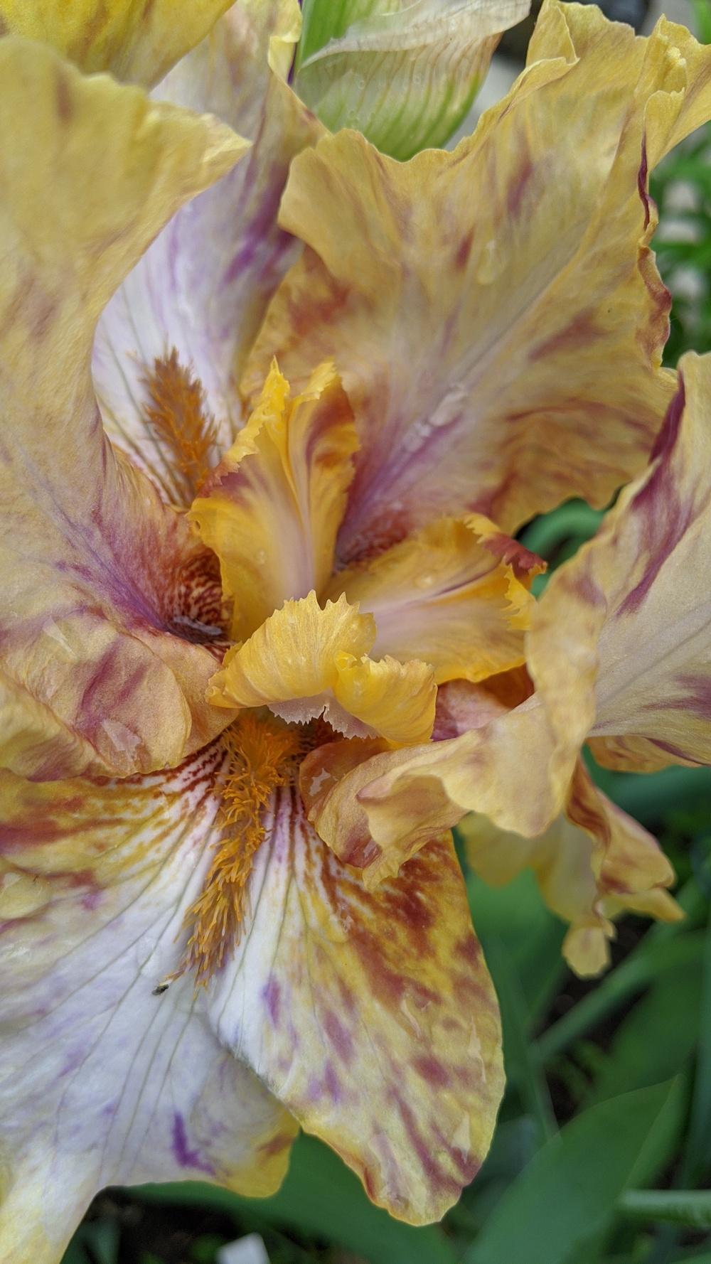 Photo of Tall Bearded Iris (Iris 'Toucan Tango') uploaded by Artsee1
