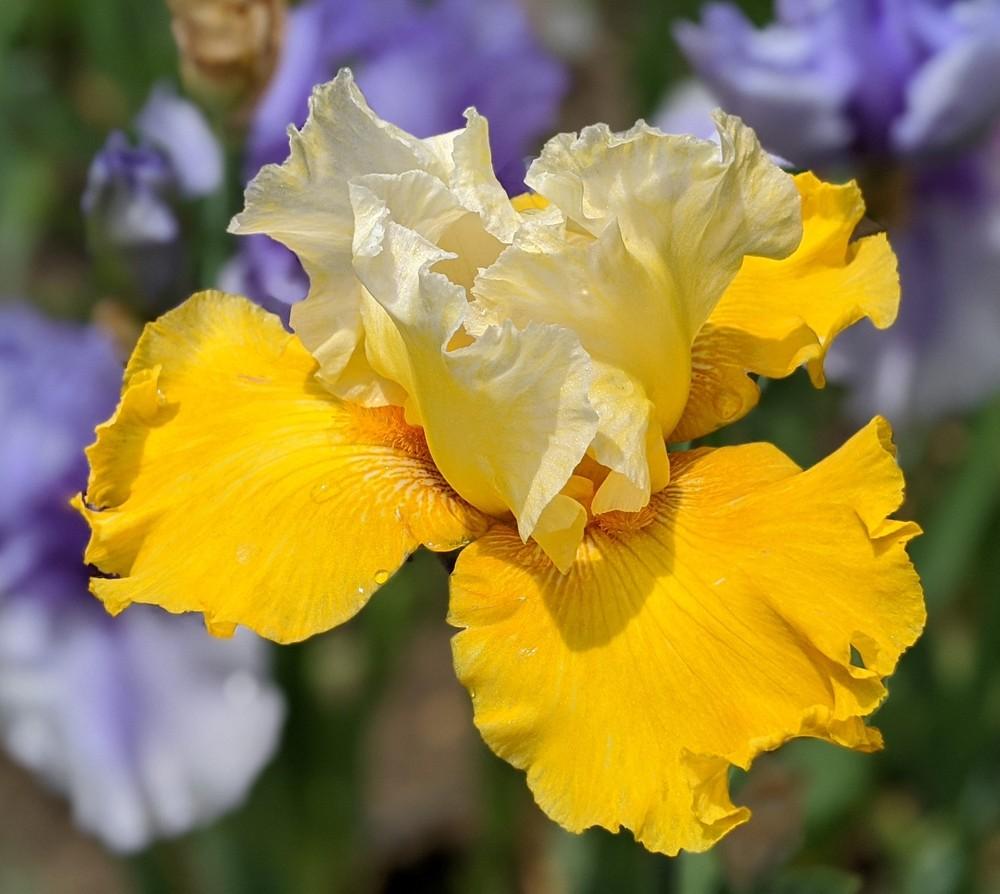 Photo of Tall Bearded Iris (Iris 'Salzburg Echo') uploaded by Artsee1