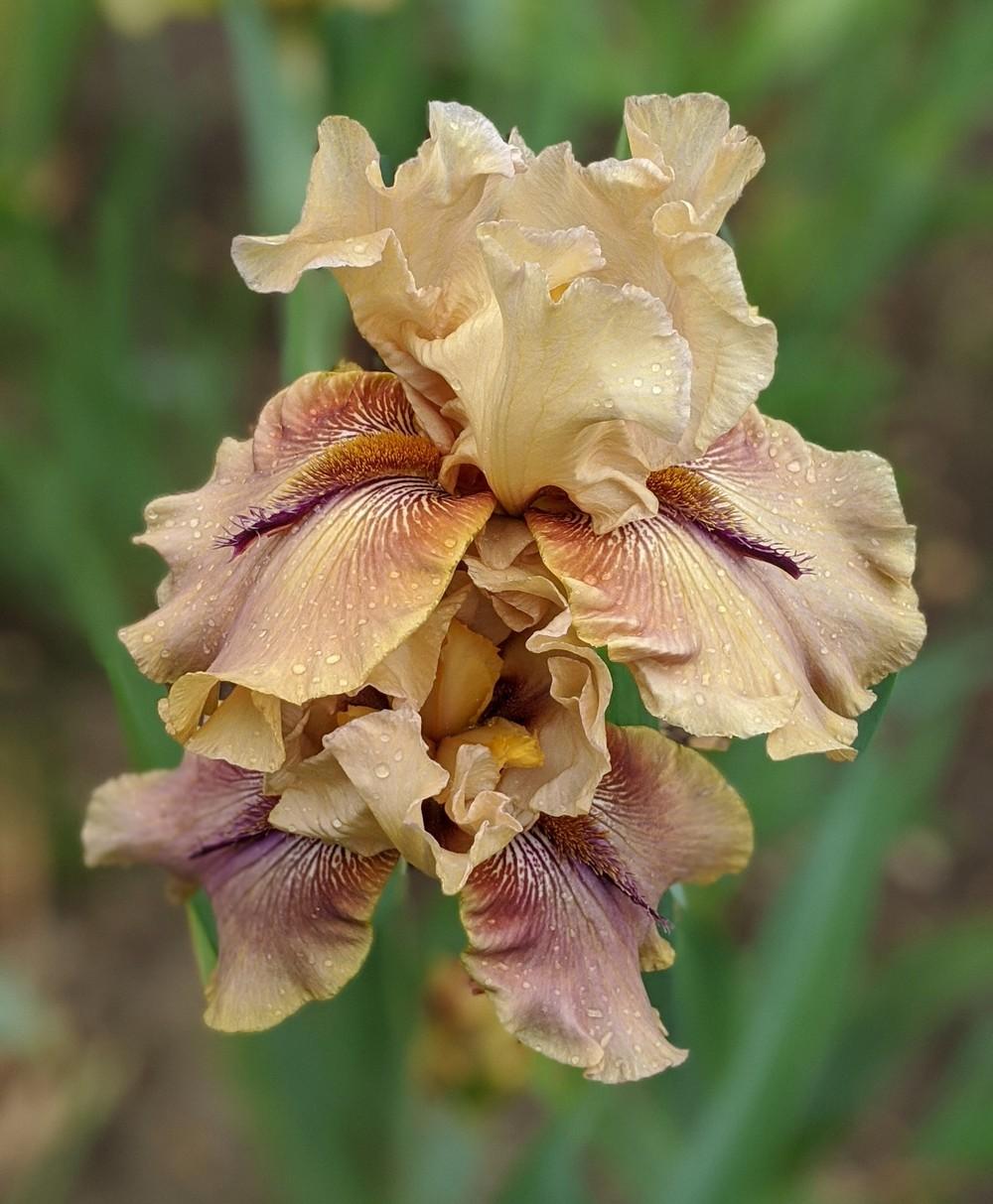 Photo of Tall Bearded Iris (Iris 'Thornbird') uploaded by Artsee1