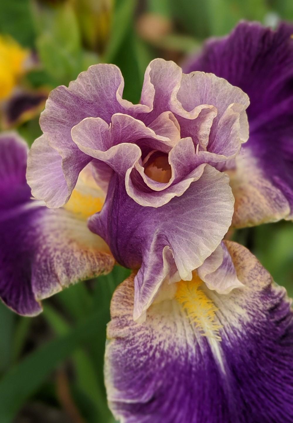 Photo of Tall Bearded Iris (Iris 'Lip Service') uploaded by Artsee1