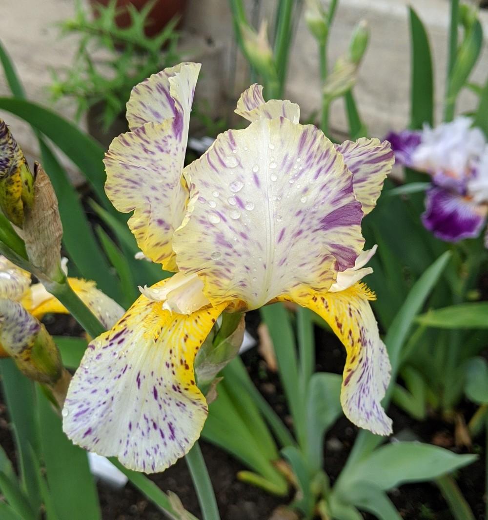 Photo of Border Bearded Iris (Iris 'Minnesota Mixed-Up Kid') uploaded by Artsee1