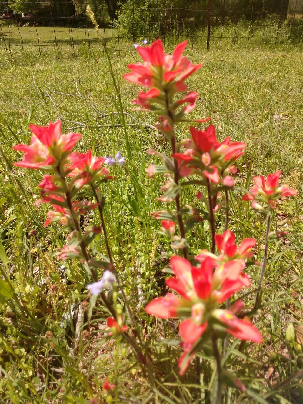 Photo of Indian Paintbrush (Castilleja indivisa) uploaded by Daisysdaughter