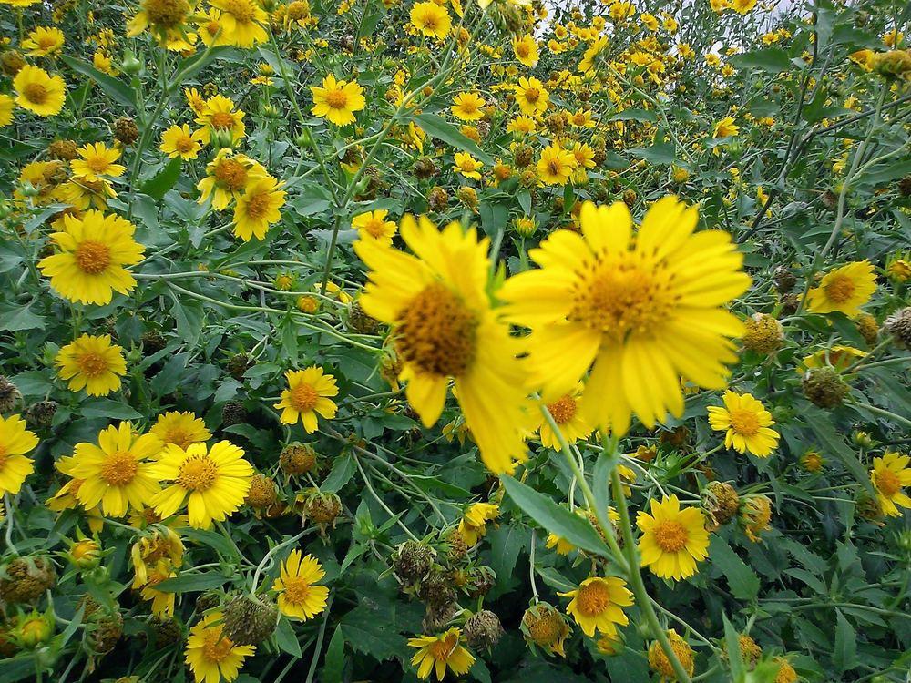 Photo of Largeflower Tickseed (Coreopsis grandiflora) uploaded by Daisysdaughter