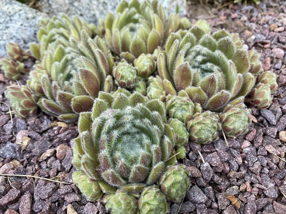 Photo of Hen and Chicks (Sempervivum 'Silver Thaw') uploaded by JesseInCT
