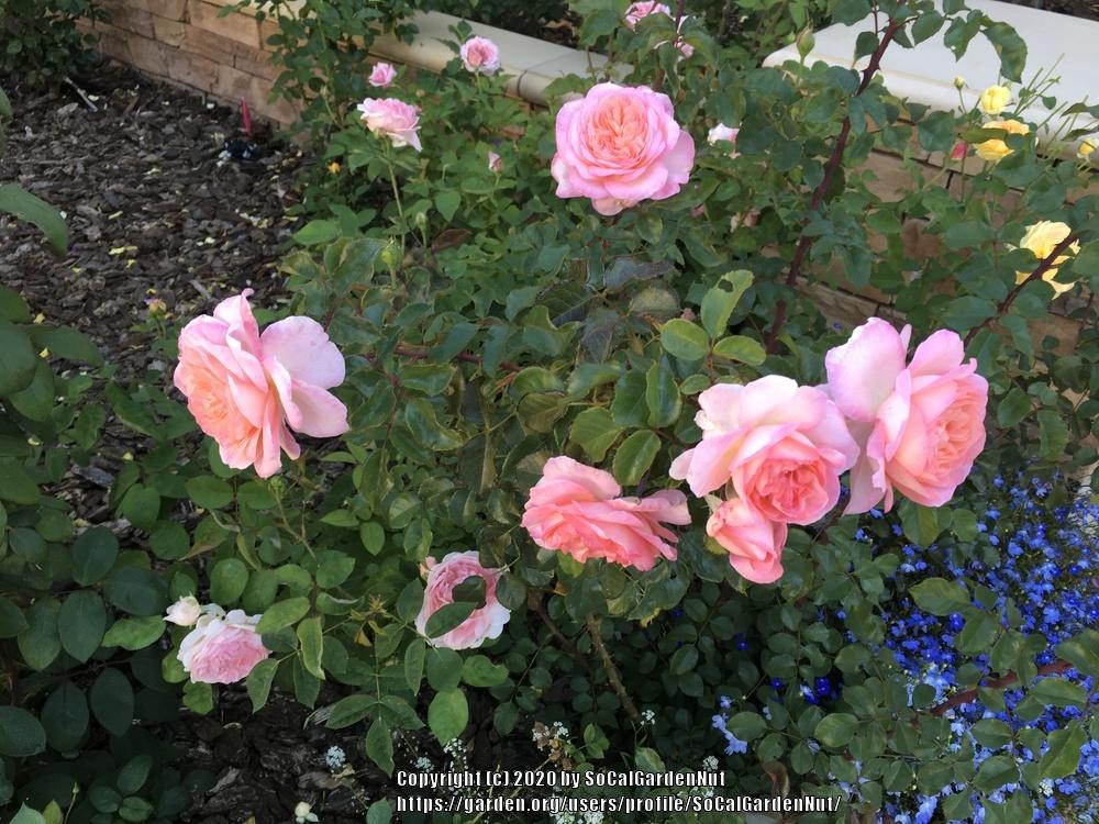 Photo of Rose (Rosa 'Savannah') uploaded by SoCalGardenNut