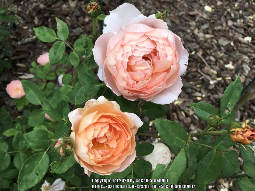 Photo of Rose (Rosa 'Carding Mill') uploaded by SoCalGardenNut