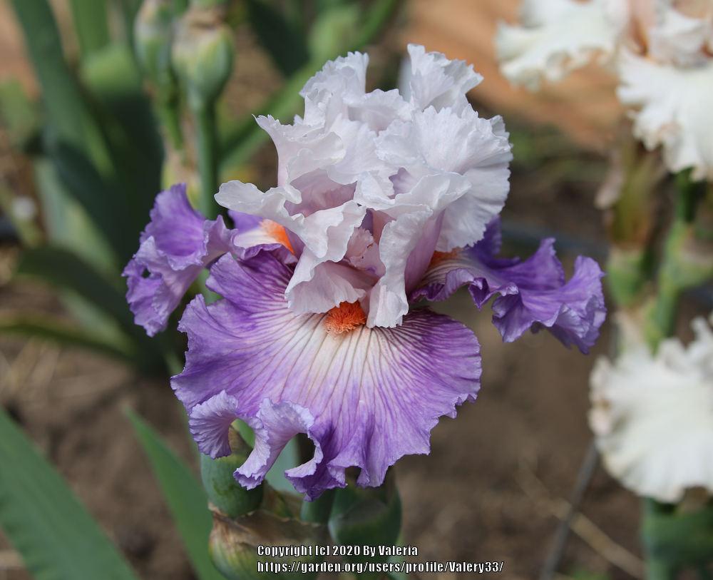 Photo of Tall Bearded Iris (Iris 'Limerence') uploaded by Valery33