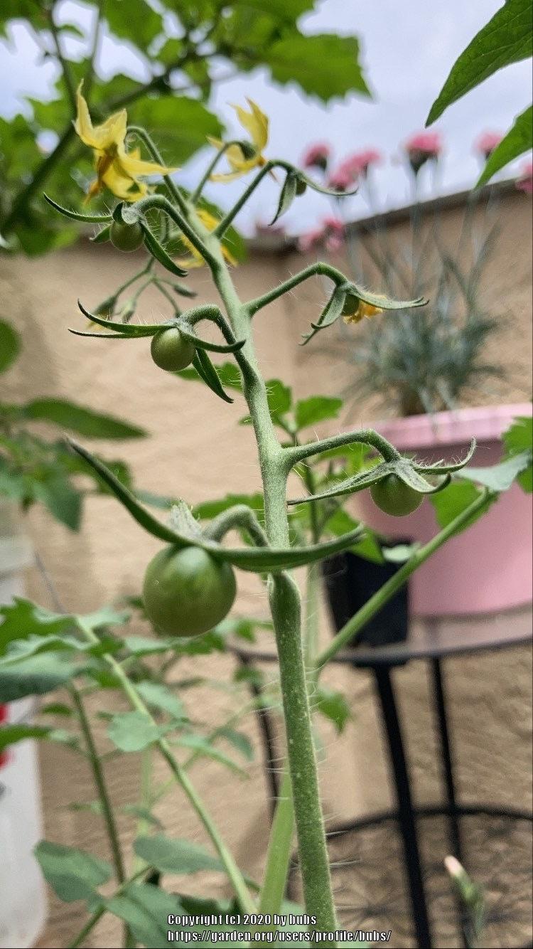 Photo of Tomato (Solanum lycopersicum 'Sungold') uploaded by bubs