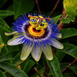 Location: Botanical Gardens of the State of Georgia...Athens, Ga
Date: 2020-06-17
Blue Passion Flower 061