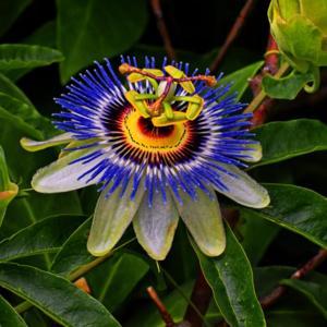 Blue Passion Flower 061