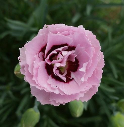 Photo of Pinks (Dianthus Scent First® Raspberry Surprise) uploaded by flowerpower35
