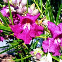 Location: Albuquerque, NM Zone 7b
Date: 6.13.20
Chilopsis linearis "Burgundy" bloom
