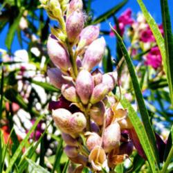 Location: My garden, Albuquerque, NM Zone 7b
Date: 6.13.20
Chilopsis linearis "Burgundy" flower bud