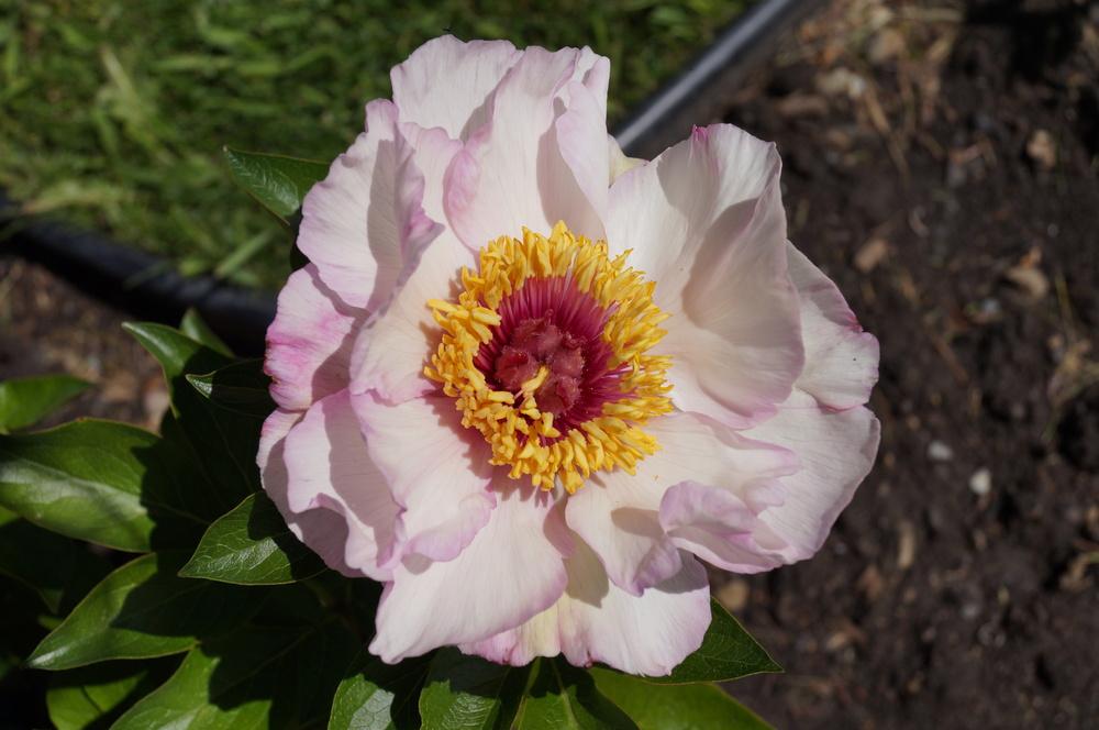 Photo of Peony (Paeonia 'Tranquil Dove') uploaded by NMay