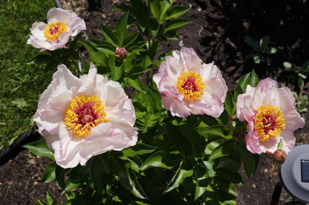 Photo of Peony (Paeonia 'Tranquil Dove') uploaded by NMay