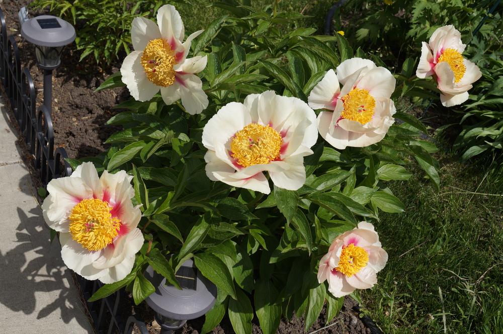 Photo of Peony (Paeonia 'Athena') uploaded by NMay