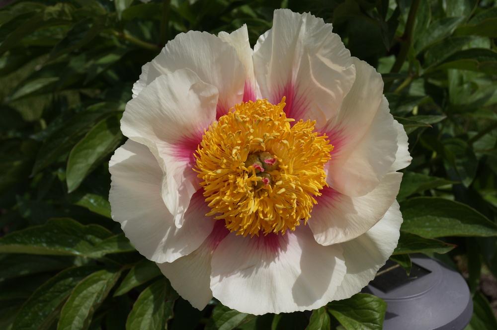 Photo of Peony (Paeonia 'Athena') uploaded by NMay