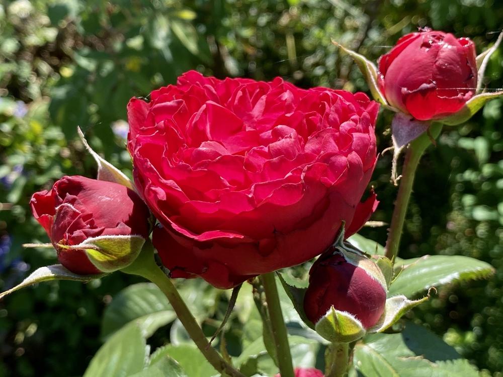 Photo of Rose (Rosa 'Traviata') uploaded by csandt