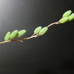 
Date: 2020-06-18
bellatula x albiflora