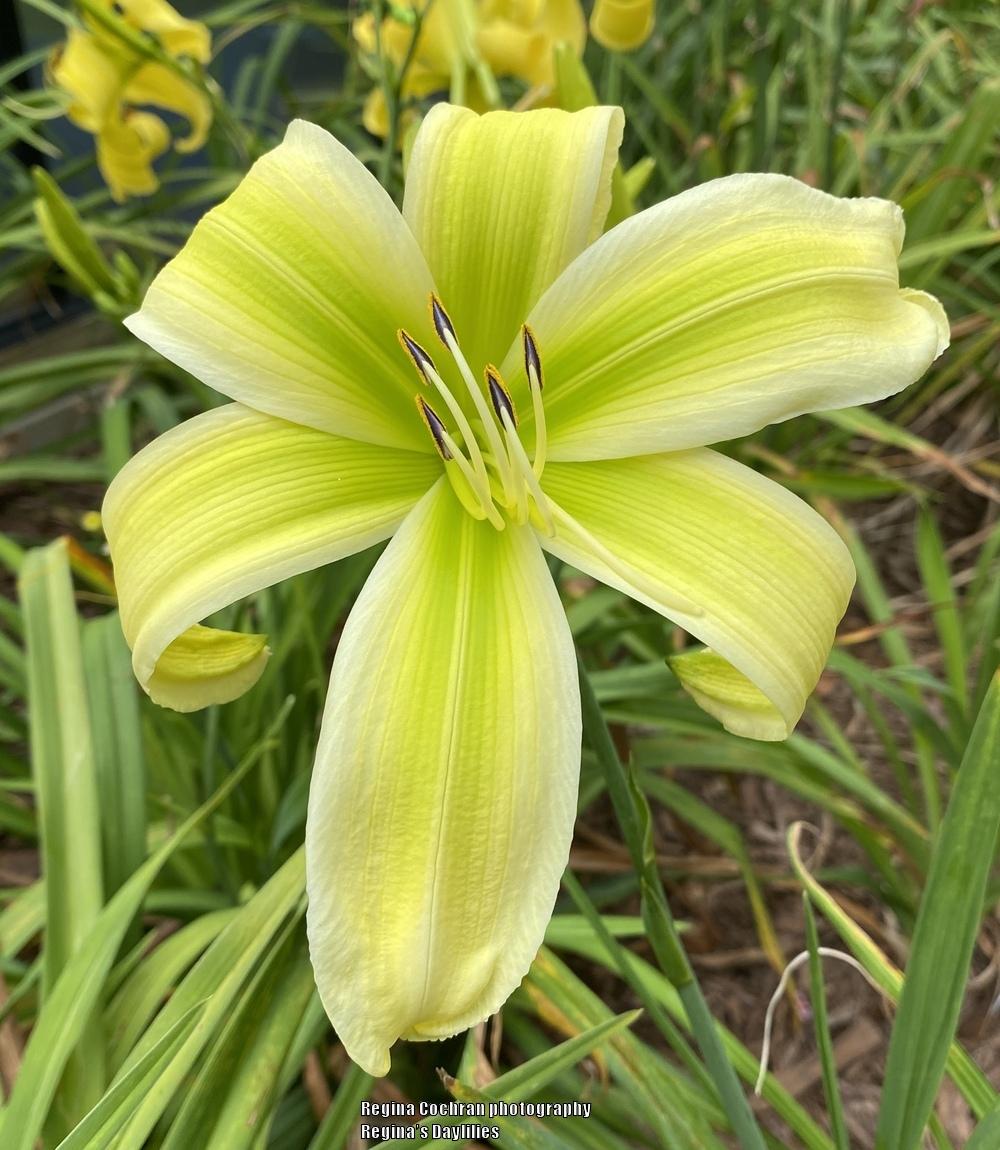 Photo of Daylily (Hemerocallis 'Green Icon') uploaded by scflowers