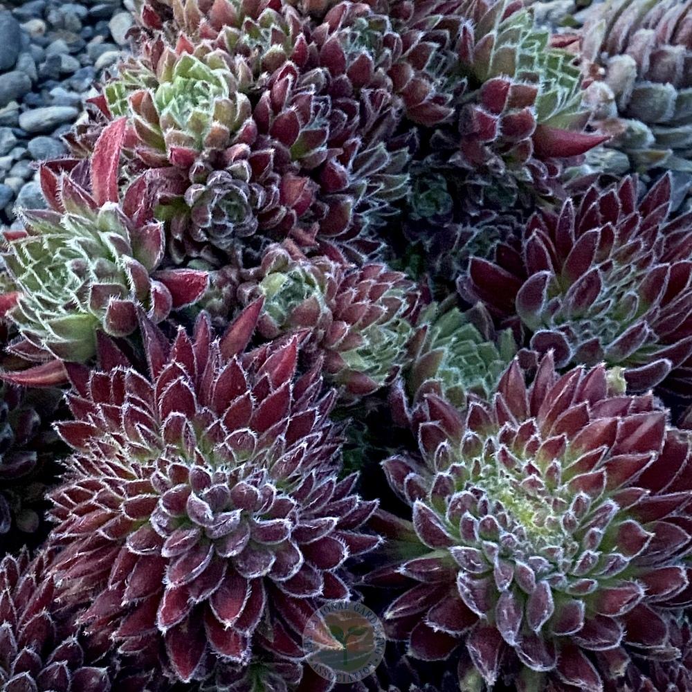 Photo of Hen and Chicks (Sempervivum 'Whirl-i-gig') uploaded by springcolor