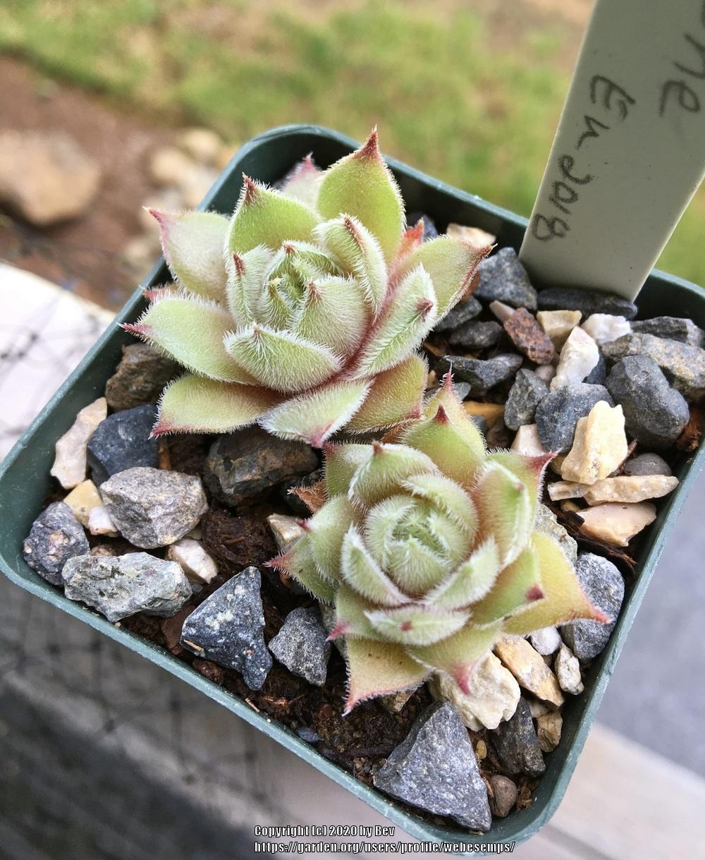 Photo of Hen and Chicks (Sempervivum 'Dune') uploaded by webesemps