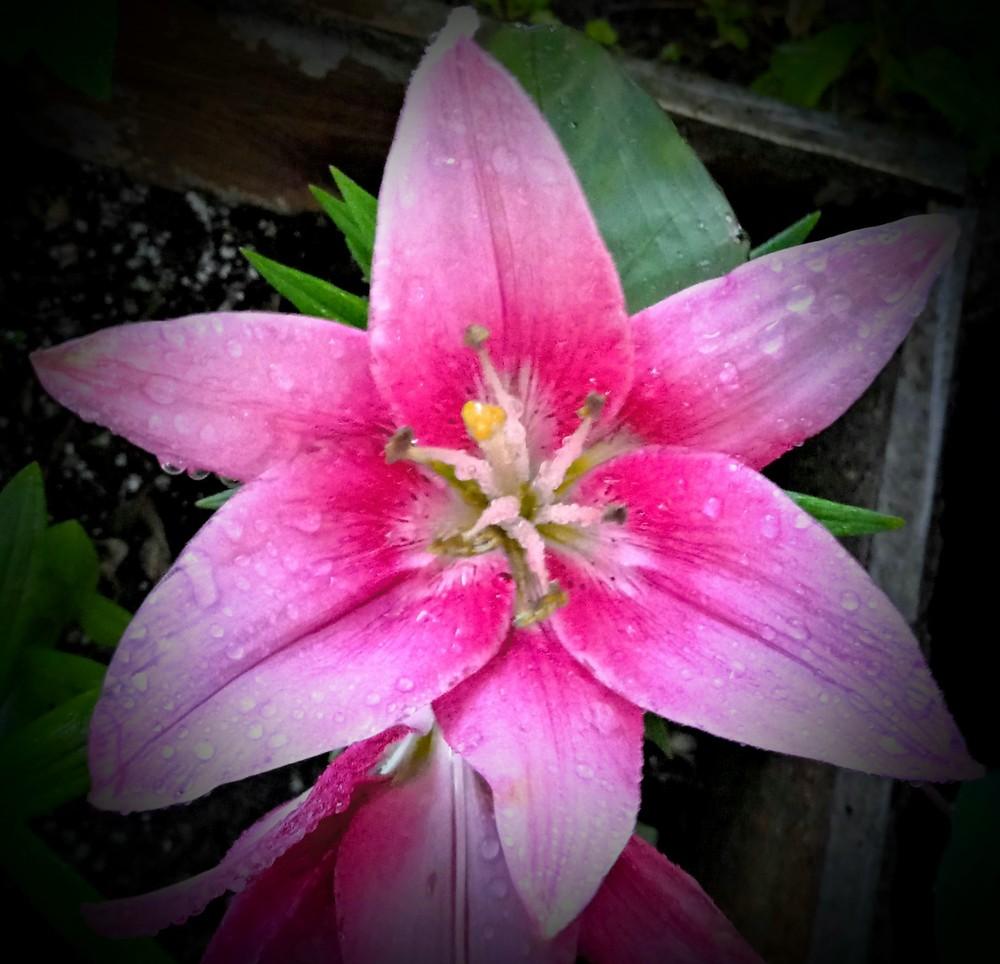 Photo of Lilies (Lilium) uploaded by JayZeke