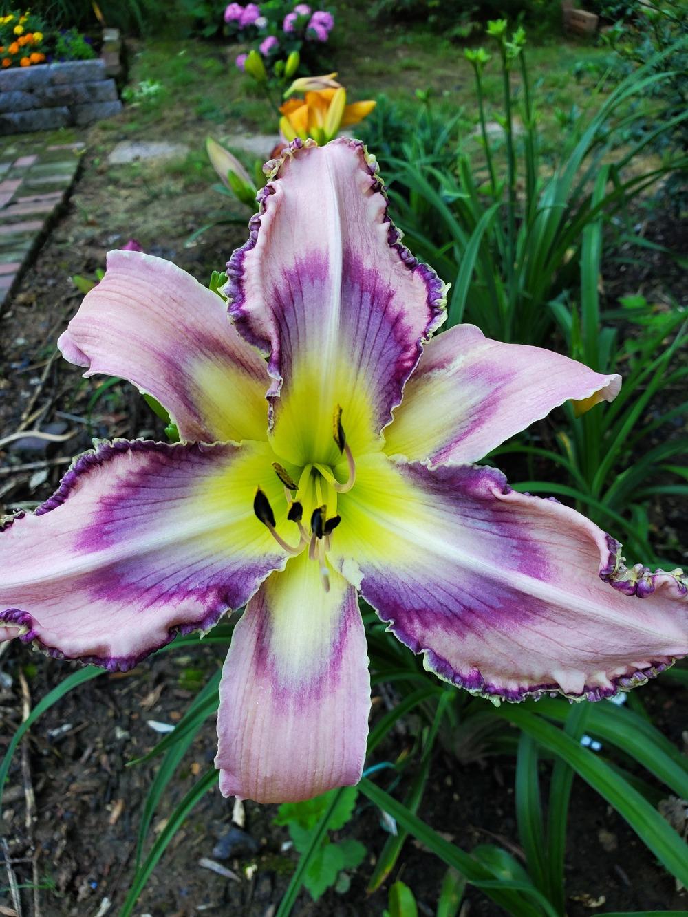 Photo of Daylily (Hemerocallis 'Entwined in the Vine') uploaded by KyDeltaD