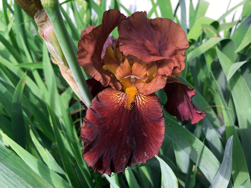 Photo of Tall Bearded Iris (Iris 'Witch of Endor') uploaded by Marbledrew