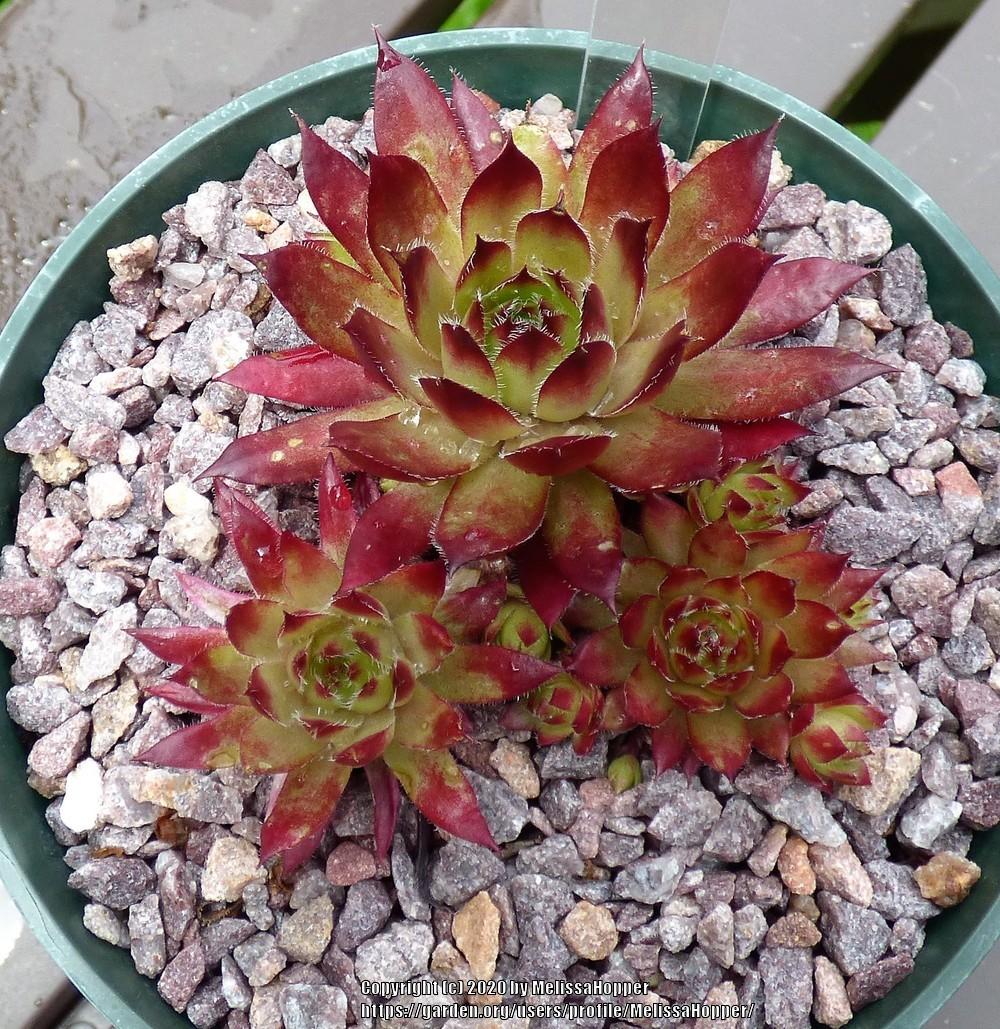 Photo of Hen and Chick (Sempervivum 'Saxon') uploaded by MelissaHopper