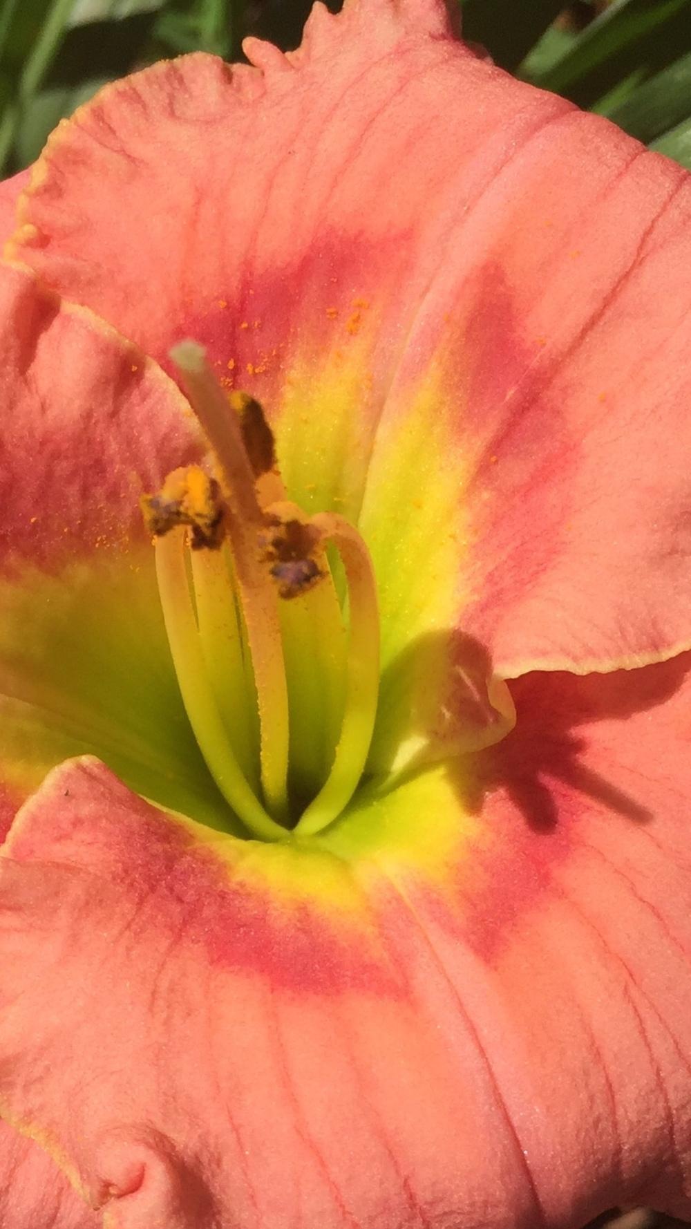 Photo of Daylily (Hemerocallis 'Elegant Candy') uploaded by Sheilapwaters