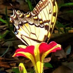 Location: Thomasville, GA USA
Date: 2020-06-16
A #pollinator #Tiger #Swallowtail #buttterfly diving deep for the