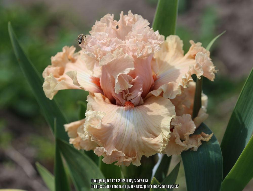 Photo of Tall Bearded Iris (Iris 'Coralina') uploaded by Valery33
