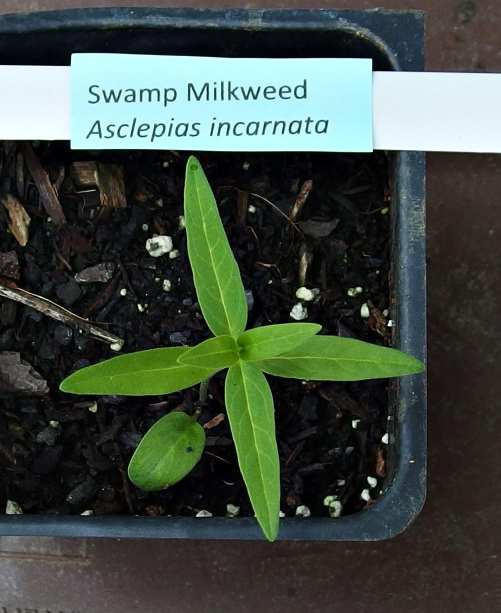 Photo of Swamp Milkweed (Asclepias incarnata) uploaded by mmolyson