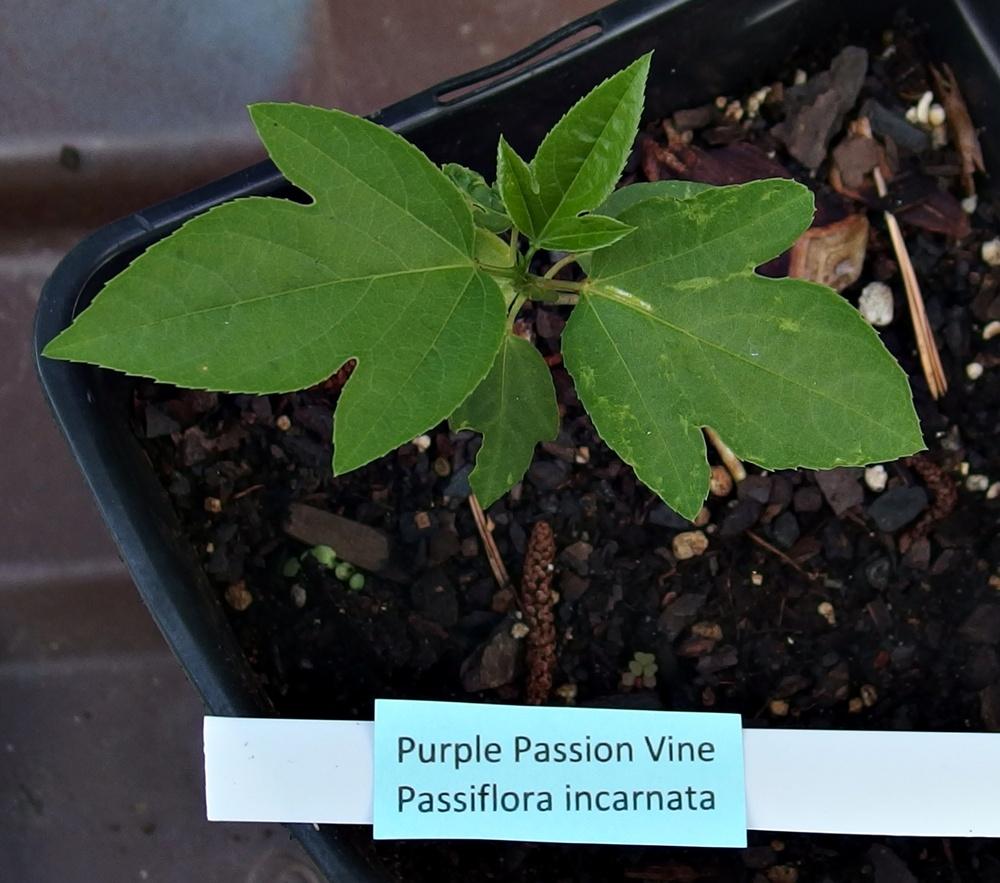 Photo of Maypop (Passiflora incarnata) uploaded by mmolyson