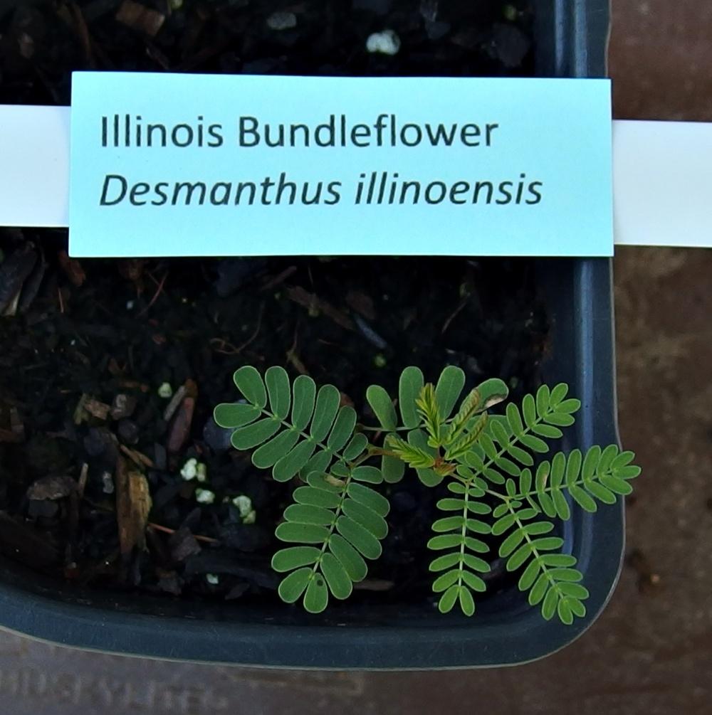 Photo of Illinois Bundleflower (Desmanthus illinoensis) uploaded by mmolyson