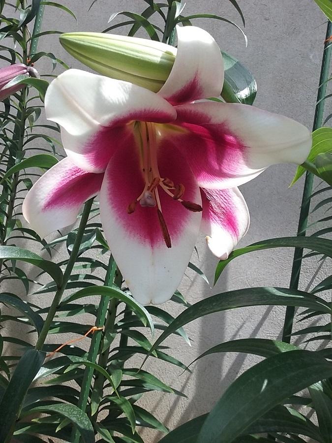 Photo of Lily (Lilium 'Friso') uploaded by Lucius93