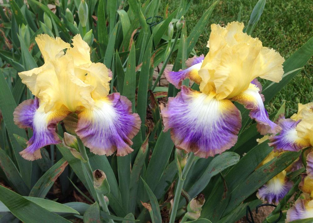 Photo of Tall Bearded Iris (Iris 'Definition') uploaded by Marbledrew