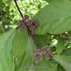 Location: My garden
Date: 6-19-20
Beautyberry new growth berries on stem and leaves